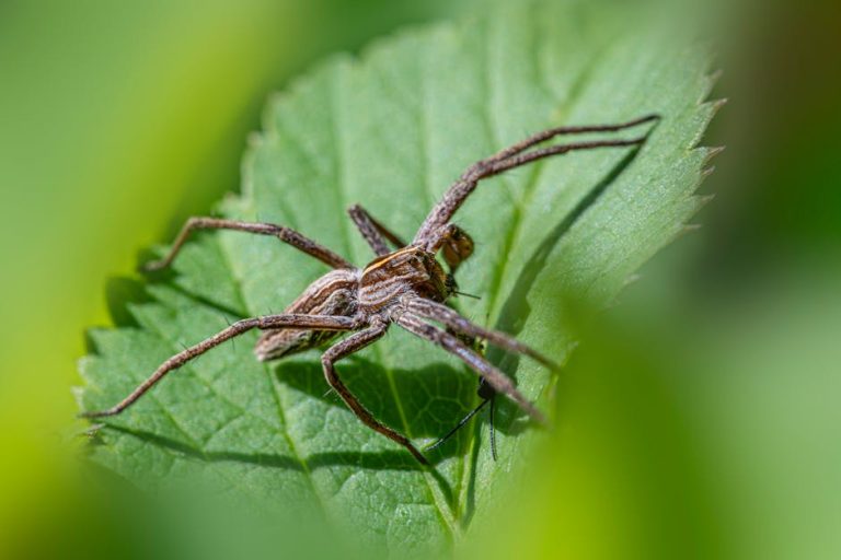 Free stock photo of arachnids, biodiversity, conservation biology