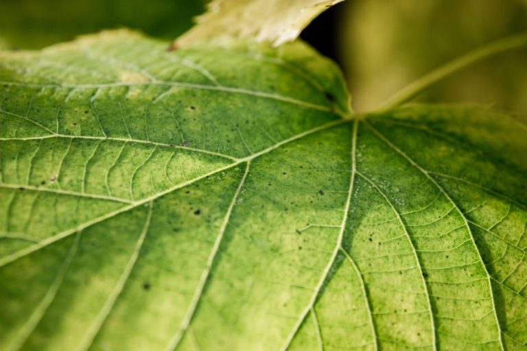 Detailed macro shot highlighting the intricate vein patterns of a green leaf.